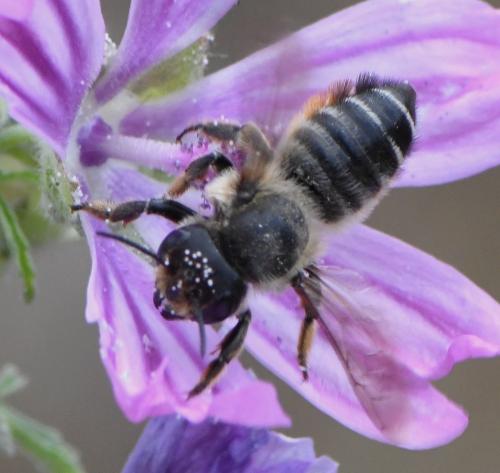 Megachile sp.